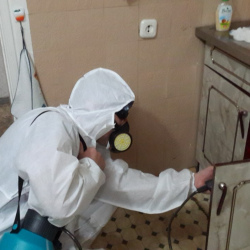 Дезинфекция от муравьев в квартире в Войковском районе Москвы